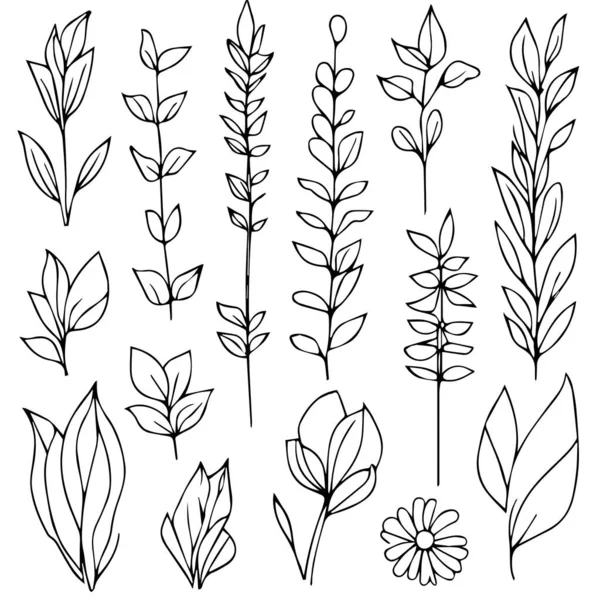 一套手绘的叶子和植物 矢量图解 植物学元素 植物学线条画 老式植物学彩色页 植物学元素 植物学花卉图解 植物学黑白图解 — 图库矢量图片