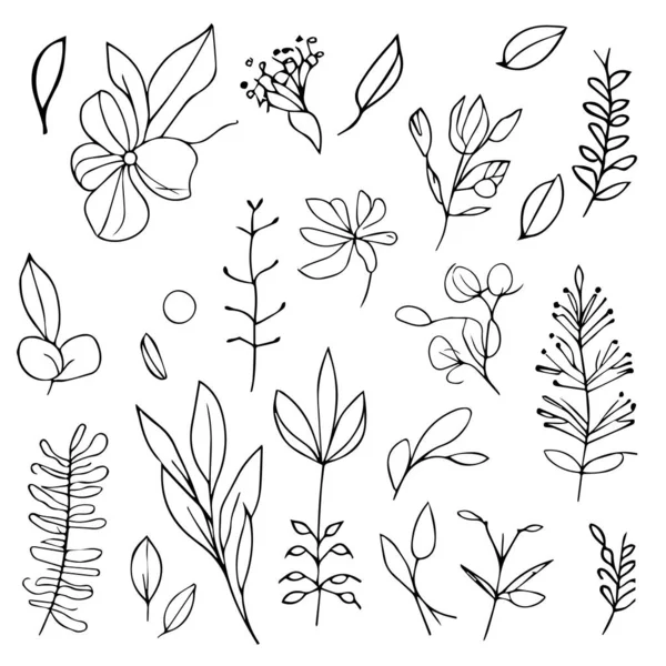 一套手工绘制的花卉元素 涂鸦树叶 花和枝条 简单的植物学线条画 简单的植物学花卉画 以及简单的植物学涂鸦 美学花卉涂鸦 植物学绘图 花卉植物学绘图 — 图库矢量图片