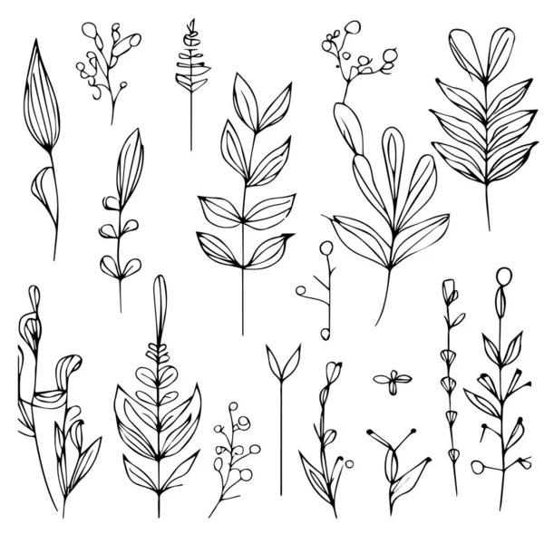 Conjunto Esboços Desenhados Mão Vetoriais Plantas Arte Lápis Cla Botânico — Vetor de Stock