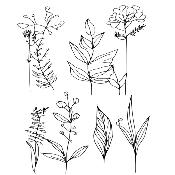 儿童绘画的第一幅叶线艺术 植物学元素 植物学线条画 古植物学色彩页 植物学元素 植物学花卉图解 植物学黑白图解 以及简单的植物学绘图 — 图库矢量图片