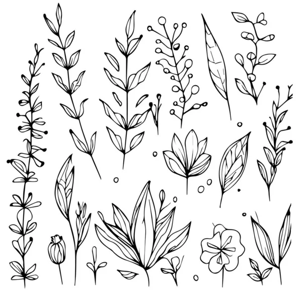 Kézzel Rajzolt Firka Levelek Virágok Ágak Vektor Illusztráció Fekete Fehér — Stock Vector
