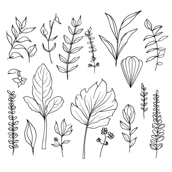 Vectorset Van Schets Planten Bloemen Handgetekende Illustratie Botanische Elementen Bloemenelementen — Stockvector