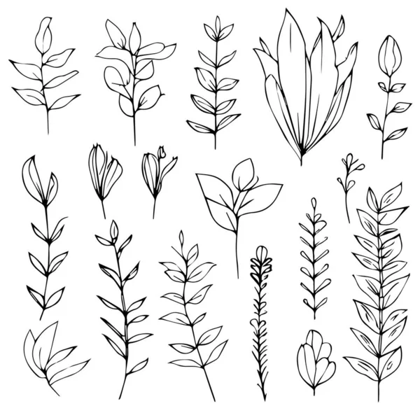 植物与花卉手绘草图集 植物叶矢量 植物叶线艺术 叶线艺术 叶线画 素描叶设计 植物图解 孤立图像群的老式植物图解 — 图库矢量图片