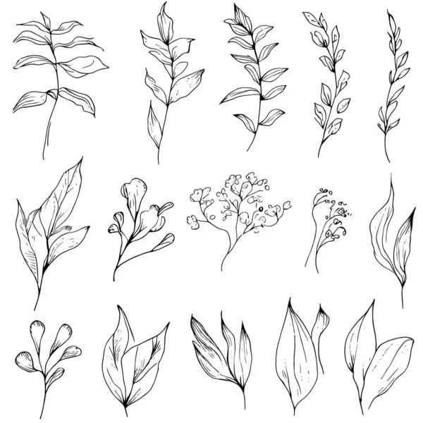 Ботаническая Векторная Иллюстрация Листьев Оставляет Рисунок Рукой Изолированную Страницу Раскрашивания — стоковый вектор