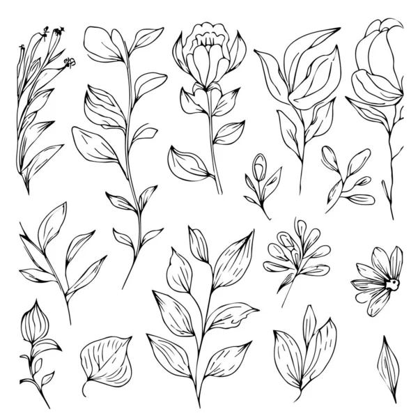 Set Von Vektor Handgezeichneten Botanischen Blatt Botanische Linienzeichnung Wildblumen Botanische — Stockvektor