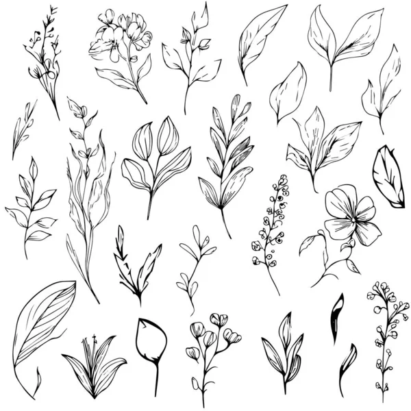 手描きの植物春の要素ラインアート 植物イラスト植物線画 ベクトルスケッチ芸術的シンプルな植物ドアアート 簡単な植物画 植物イラスト 科学的な植物イラスト 鉛筆植物 — ストックベクタ