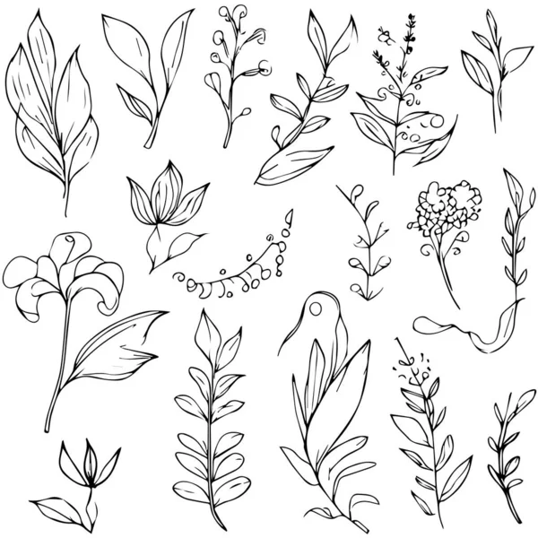 Wissenschaftliche Botanische Illustration Bleistiftzeichnungen Botanischer Blattvektor Botanische Blattlinienkunst Blattlinienkunst Blattzeichnungen — Stockvektor