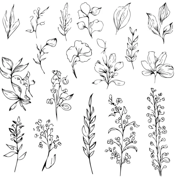 Bilimsel Botanik Çizimler Kalem Botanik Çizimleri Botanik Yaprak Vektörü Botanik — Stok Vektör