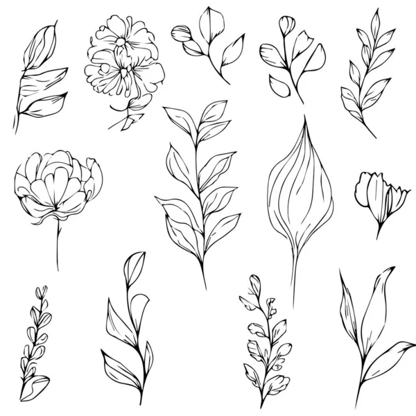 植物図 花の植物図面 野花の植物図面 美的野花図面 植物葉のクリップアート 植物イラスト ヴィンテージ植物イラスト 黒と白の植物イラスト — ストックベクタ