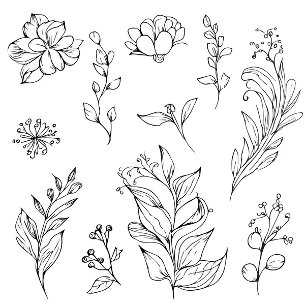Мистецтво Ботанічної Лінії Дикої Квітки Малювання Старовинної Ботанічної Лінії Ботанічна — стоковий вектор