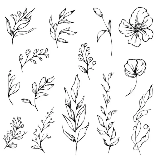 植物要素 植物線画 ヴィンテージ植物着色ページ 植物要素 植物の花のイラスト 植物イラスト黒と白 植物線画の葉 植物線画 手描きの植物要素 — ストックベクタ