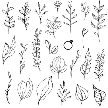El yapımı çiçekler ve bitkiler, vektör botanik yaprakları, botanik çizimleri, kır çiçeği botanik çizimi, yaprak vektör sanatı, kalem gerçekçi kır çiçeği çizimi, beyaz arka planda izole edilmiş mürekkep çizimi, çiçek kümesi çizimi.