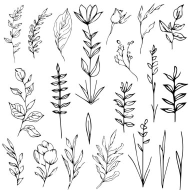 El yapımı bitkiler. vektör, bilimsel botanik çizimler, kalem botanik çizimleri, botanik yaprak vektörü, botanik yaprak çizimi, yaprak çizimleri, yaprak çizimleri, çizim yaprağı çizimi, sanat yaprağı tasarımı, botanik yaprak çizimleri.
