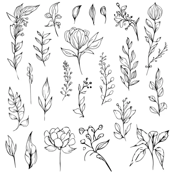 Conjunto Elementos Vetoriais Florais Flores Desenhadas Mão Vetor Silhuetas Pretas — Vetor de Stock