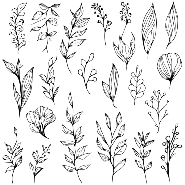 Zestaw Ręcznie Rysowane Kwiaty Wektor Botaniczny Ilustracja Kolorowanki Prostota Ozdoba — Wektor stockowy