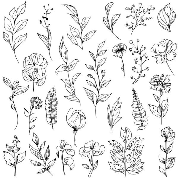 Zweige Mit Blättern Wilde Blumen Zeichnungen Wilde Blumen Set Doodle — Stockvektor