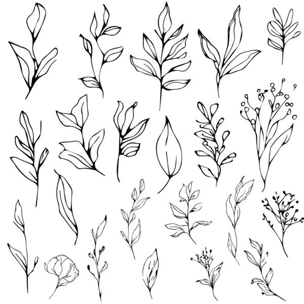 Zweige Mit Blättern Wilde Blumen Zeichnungen Wilde Blumen Set Doodle — Stockvektor