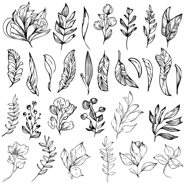Collection Hand Drawn Leaves Wildflowers Drawings Wildflowers Set Doodle Art — Stock Vector