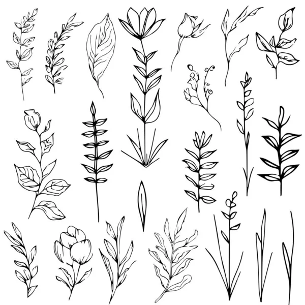 Set Van Handgetekende Planten Vector Wetenschappelijke Botanische Illustratie Potlood Botanische — Stockvector
