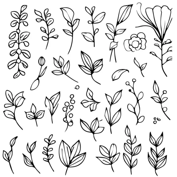 Набір Намальованих Вручну Квіткових Рослин Ботанічні Елементи Ботанічний Малюнок Вінтажні — стоковий вектор
