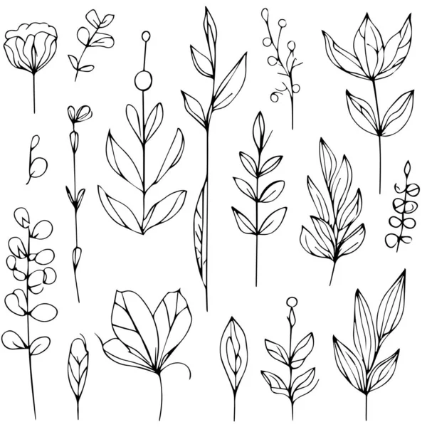 Σετ Από Λουλούδια Ζωγραφισμένα Στο Χέρι Βοτανικά Στοιχεία Βοτανική Γραμμή — Διανυσματικό Αρχείο