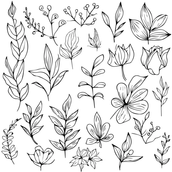 Set Von Floralen Handgezeichneten Elementen Botanische Linienkunst Wildblume Botanische Linienkunst — Stockvektor