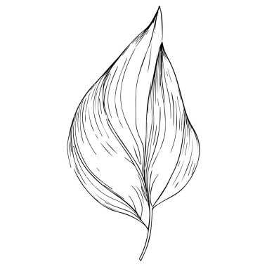 Siyah arkaplanı olan bir yaprak. vektör illüstrasyonu, botanik sanat dekoru, vektörel yaprak seti basit taslak çizim çizim el çizimi çizimi, çiçeklerin botanik çizimleri, kır çiçeklerinin botanik çizimleri, botanik çizimler.