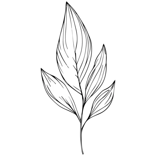 Elementi Molla Botanici Disegnati Mano Linea Arte Illustrazione Botanica Disegno — Vettoriale Stock