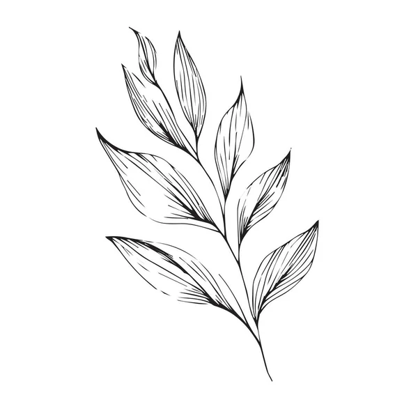 나뭇잎 페이지와 스케치 식물학적 스케치 수집의 식물학적 나뭇잎 나뭇잎 스케치 — 스톡 벡터