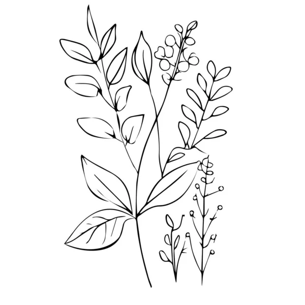 Dalları Yaprağın Izole Ikonlarıyla Yapraklar Botanik Elementler Vektör Çizimi Çizimi — Stok Vektör