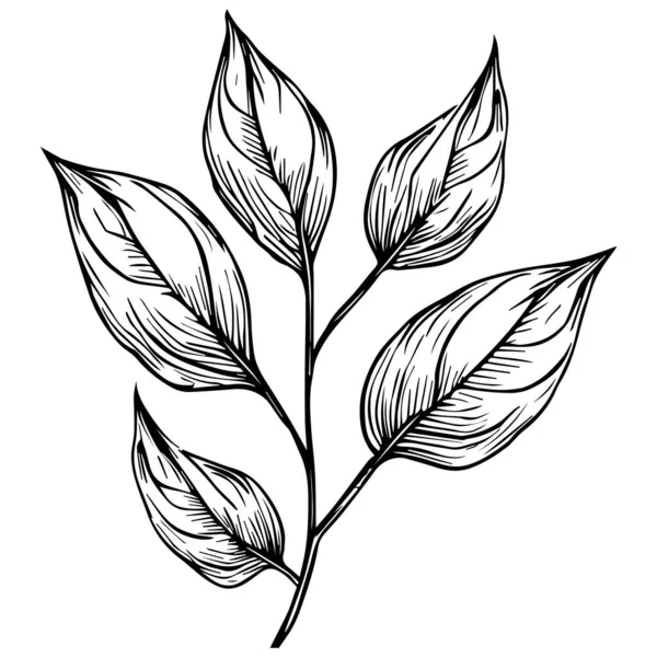 Листья Ветвями Изолированными Иконами Листа Ботанические Элементы Векторный Эскиз Ручной — стоковый вектор