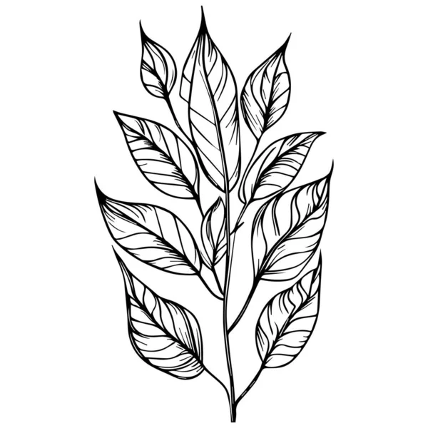 ベクトル手描きの葉 美しいモノクロームの黒と白の植物の要素は白に隔離されています 手描きの葉セットと 植物ベクトルアート ミニマルな葉のドローイング シンプルな植物の輪郭 野花スケッチアート — ストックベクタ