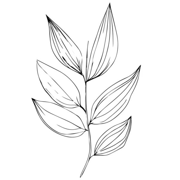 Folhas Desenhadas Mão Contorno Preto Branco Bela Arte Monocromática Desenho — Vetor de Stock