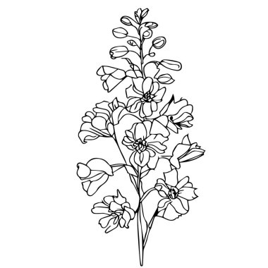 Vektör çizim çiçeği. siyah ve beyaz mürekkep çizimi, tek çizgi sanatı, delphinium stok taslağı çizimi, larkspur çiçek çizimi posteri ve baskısı, botanik delinyum çiçek vektör çizimi, klipsli sanat larkspur