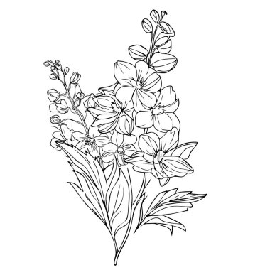Ağacın bir dalının taslağı. Kadınların larkspur dövmesinin elle çizilmiş bir resmi, gerçekçi larkspur dövmesi siyah ve beyaz, larkspur siyah ve beyaz, siyah ve beyaz larkspur çiçek çizimi, tek çizgi sanat, delphinium stok taslağı,
