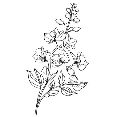 Ağacın bir dalının taslağı. Kadınların larkspur dövmesinin elle çizilmiş bir resmi, gerçekçi larkspur dövmesi siyah ve beyaz, larkspur siyah ve beyaz, siyah ve beyaz larkspur çiçek çizimi, tek çizgi sanat, delphinium stok taslağı,