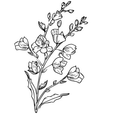 Tomurcukları olan bir çiçeğin vektör çizimi botanik desenli çizimi, izole taraça çiçeği çizimi siyah beyaz klişe dövmesi, basit Delphinium çiçek çizimi, basit larkspur çiçeği çizimi, Larkspur Delphinium Baskı