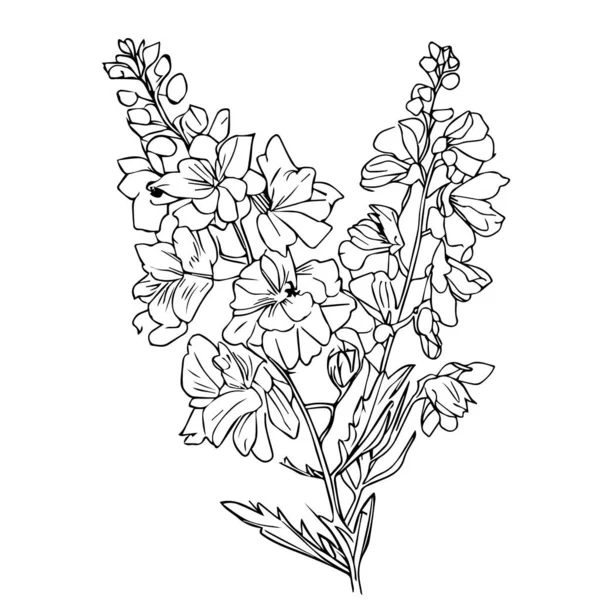 종달새 꽃다발 손으로 그린델피니 스케치 꽃봉오리의 꽃다발 스케치 일러스트는 배경에 — 스톡 벡터