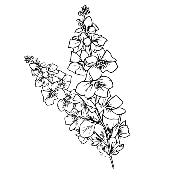 Schöne Blume Mit Schwarzem Umriss Delphinium Tätowierung Schwarz Weiß Bleistift — Stockvektor