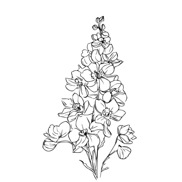 Ορχιδέα Λουλούδια Ζωγραφισμένα Στο Χέρι Σκίτσο Διανυσματική Απεικόνιση Ιούλιος Γέννηση — Διανυσματικό Αρχείο