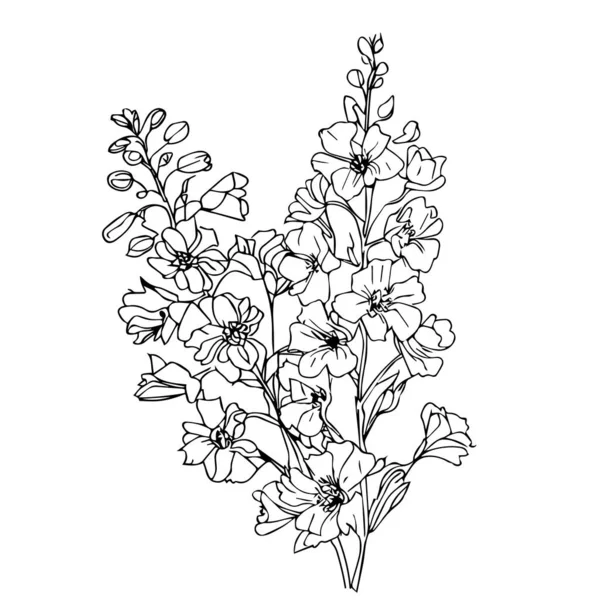 Όμορφα Και Λευκά Λουλούδια Φύλλα Επιστημονική Βοτανική Απεικόνιση Larkspur Εικονογράφηση — Διανυσματικό Αρχείο