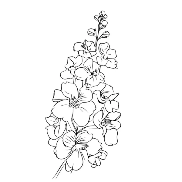 Kézzel Rajzolt Vázlat Orchideavirág Egysoros Művészet Delfinium Állomány Vázlat Rajz — Stock Vector