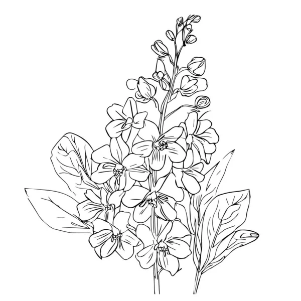 Vecteur Floral Noir Blanc Encre Blanc Gravé Fleur Encre Larkspur — Image vectorielle