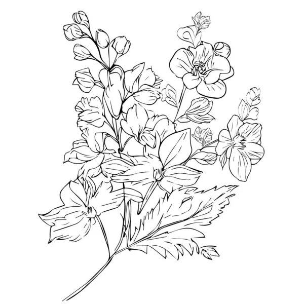 Vector Bloemen Zwart Wit Inkt Wit Gegraveerde Inkt Bloem Larkspur — Stockvector