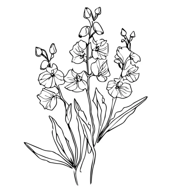 종달새 July Birth Flower Larkspur Drawing 미니멀리즘인 출생의 종달새 종달새 — 스톡 벡터