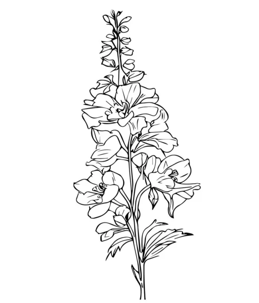 손으로 아름다운 흰색의 연필로 드로잉 장미꽃의 종달새 종달새 잎자루로 외따로 — 스톡 벡터