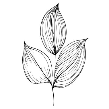 Yaprakların el çizimleri, basit botanik çizimleri basit botanik çiçek çizimleri ve kolay botanik karalamaları. Estetik çiçek karalamaları, botanik çizimler, çiçek çizimleri.