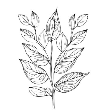 Yaprağın dekoratif ikonu, çimen, çiçek ve bitkilerden oluşan siyah siluetler. Elle çizilmiş sevimli çiçek vektör çizimi. Beyaz arka planda siluet, çiçek gezegeni çizimi, estetik çiçek boyama sayfaları