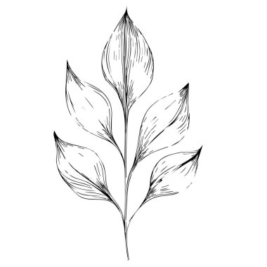 Bir ağacın el çizimi siyah ve beyaz yaprakları, vektör illüstrasyonu, botanik yaprak dekoru, vektör seti basit çizim çizimi el çizimi çizimi, çiçeklerin botanik çizimleri, kır çiçeklerinin botanik çizimleri.