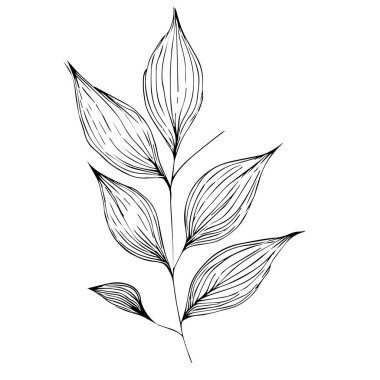 vektör siyah ve beyaz el yapımı yaprak, botanik çizgisi yaprak çizimi, botanik çizgi sanatı. Vahşi çiçek botanik çizimleri, klasik botanik çizimleri botanik çizimleri, basit botanik çizimleri.